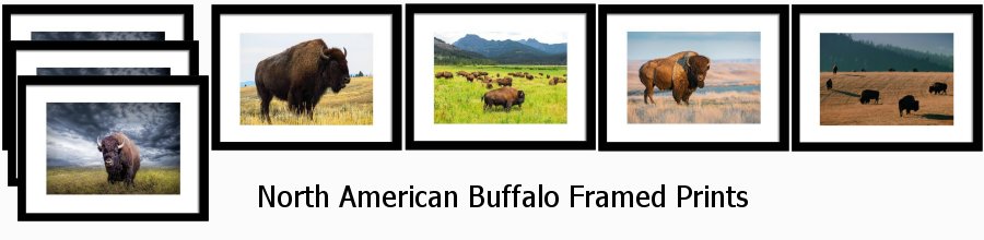 North American Buffalo Framed Prints